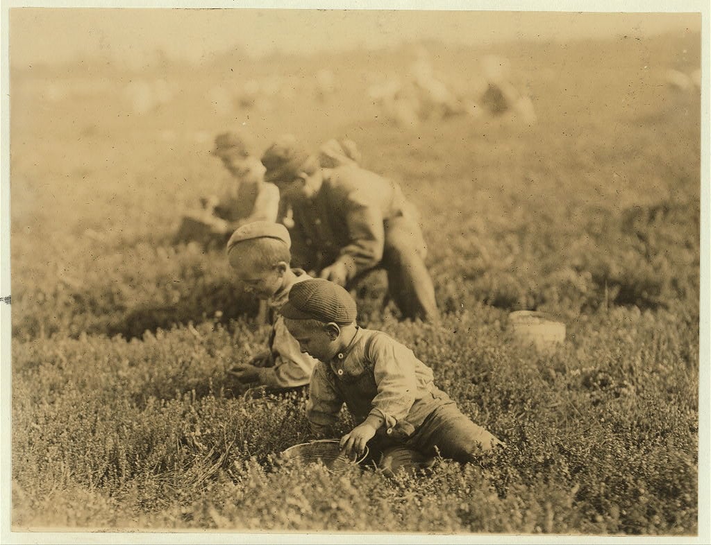 Arnao family, 831 Catherine St., Rear # 2. Whole family works. Jo is 3 years old. Boy is 6 years old, Girl is 9 years old. We found this family, children and all working on Hichens farm, Cannon, Del., May 28th 1910, before school closed. See photos #1582, #1586, and labels. This is the fourth week of school and the mother said they would be here for 15 or 20 days more. Whites Bog, Browns Mills, N.J. Sept. 28, 1910. Witness, E.F. Brown. Location: Browns Mills, New Jersey, 1910