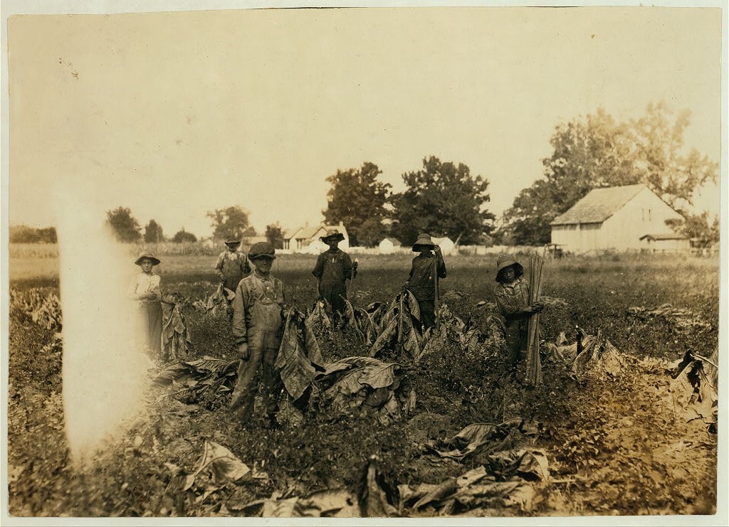 Group gathering tobacco on farm of Daniel Barrett, Spottsville, Ky., Star Route. He is a renter. Boys all belong to other families and will go to Bluff City School, Div. 3, Henderson Co., when work is over. School opened 2 weeks ago, and the boys expect to be out several weeks more. 10-year old boy, Edward Goldsberry carries and drops the sticks. 11-year old Aubrey Hazeland is piling the tobacco (in front). 13-year old Dolph Hazeland piling (behind Aubrey), and 14-years old Willie Goldsberry is spiking the tobacco. Location: Henderson County--Spottsville, Kentucky, 1916