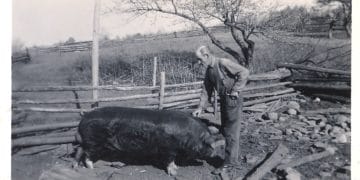 20 Things Your Ancestors Did That You Probably Never Will Albert Martin (father of Garnett Martin) with old sow on Martin farm, Fernleigh.